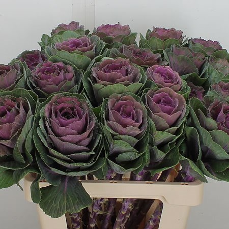 Brassica Red Crane