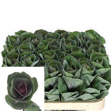 Brassica Red Crane