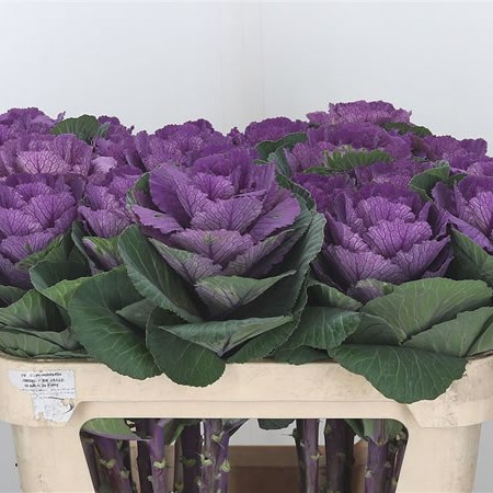 Brassica Rose Crane