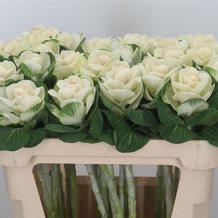 Brassica White Crane