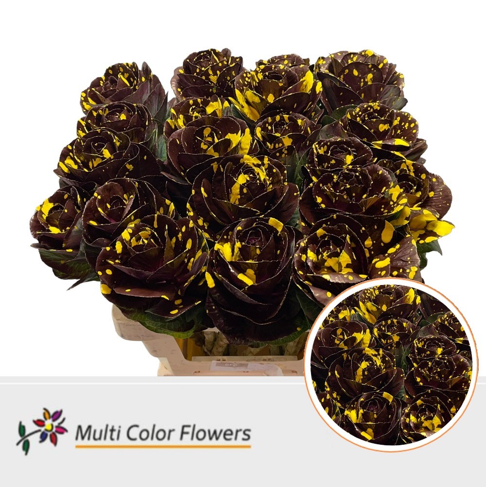Brassica dyed Yellow Splash Bordeaux