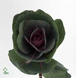 Brassica Red Crane