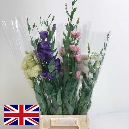 Eustoma Lisianthus Mix (English)