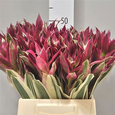 Bromelia Coral