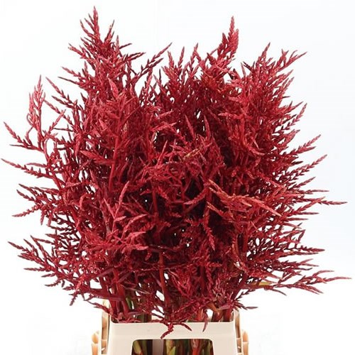 Bromelia Guzmania Red Paloma