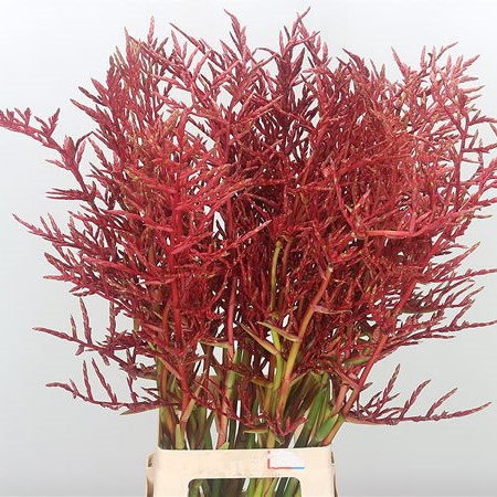 Bromelia Red