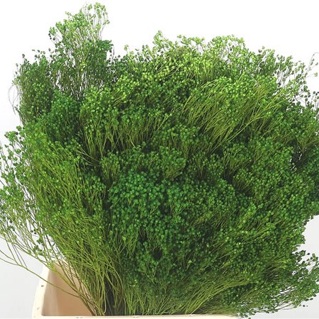 Broom Bloom Green (Dried)