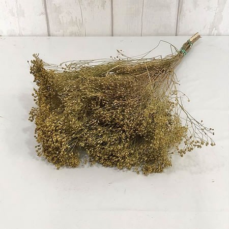 Broom Natural (Dried)