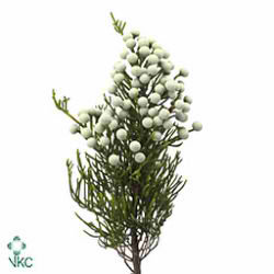 Brunia Nodiflora