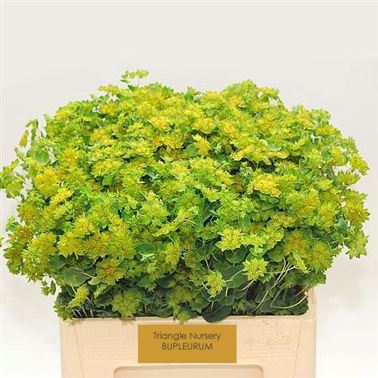 Bupleurum Griffithii