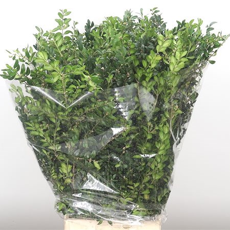 Buxus