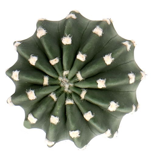 CACTUS SUBDENUDATA 5CM