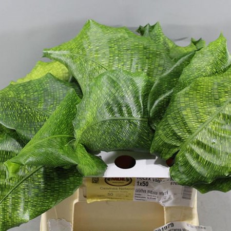 CALATHEA NETWORK