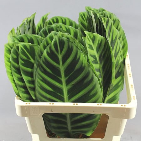 CALATHEA ZEBRINA