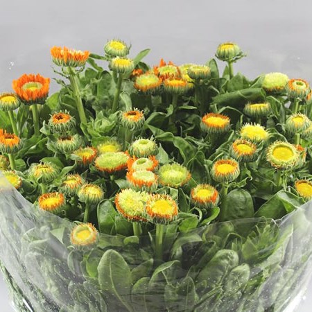 CALENDULA ORANGE