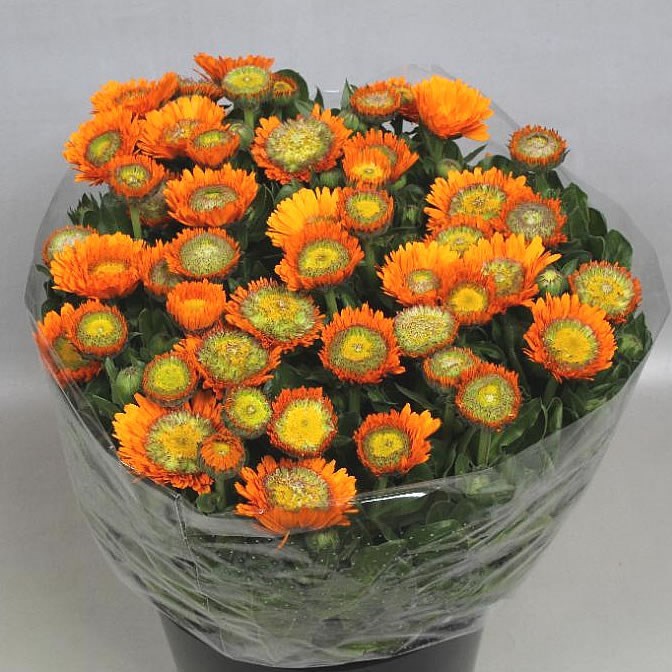 CALENDULA ORANGE