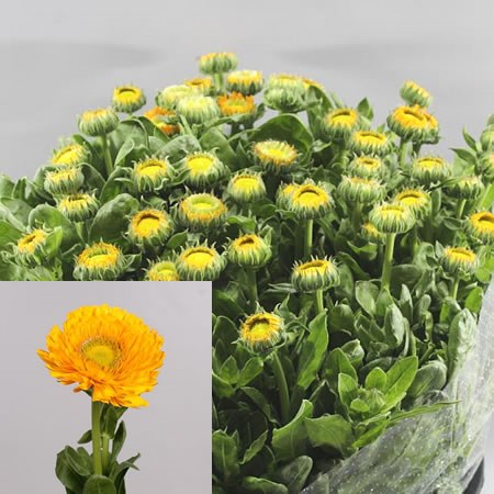 CALENDULA YELLOW