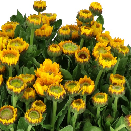 CALENDULA YELLOW