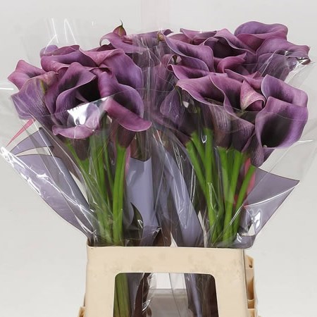 CALLA LILY ACCENT