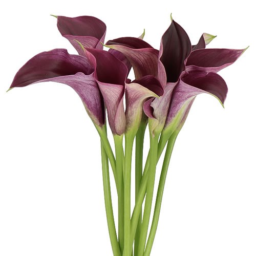 CALLA LILY AKELA