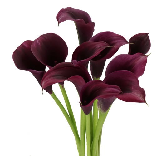 CALLA LILY AMAZONE