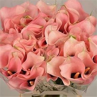 Calla Lily Auckland