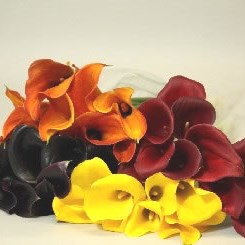 CALLA LILY AUTUMN MIX