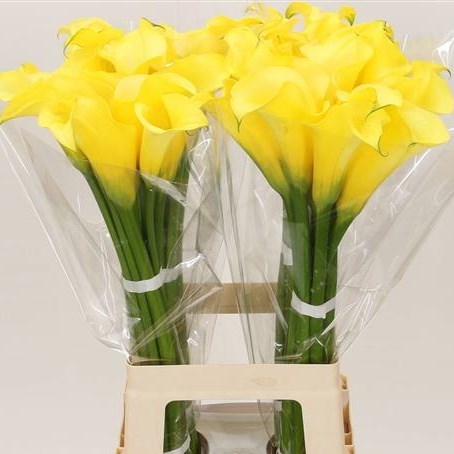 Calla Lily Black Magic