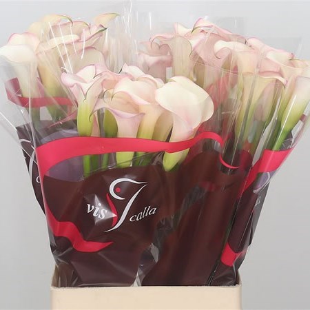 CALLA LILY BRASILIA