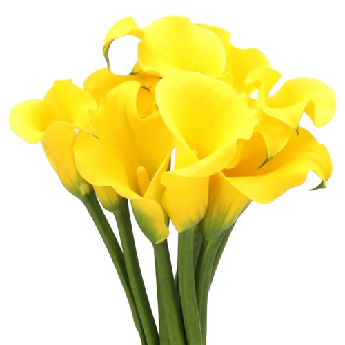 CALLA LILY CALL GOLD
