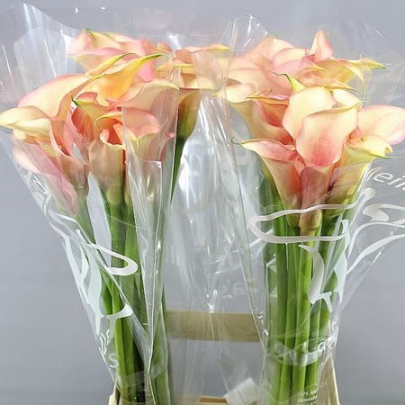 CALLA LILY CAMEO 80cm | Wholesale Dutch Flowers & Florist Supplies UK