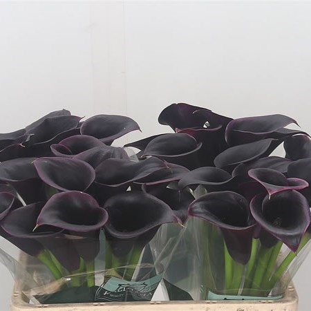 CALLA LILY CANTOR