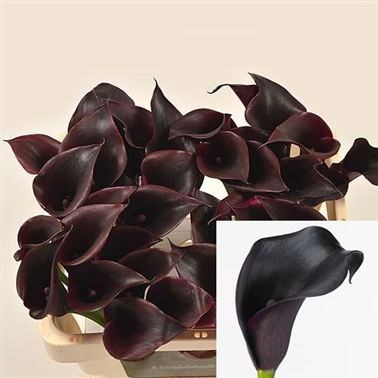 CALLA LILY CANTOR