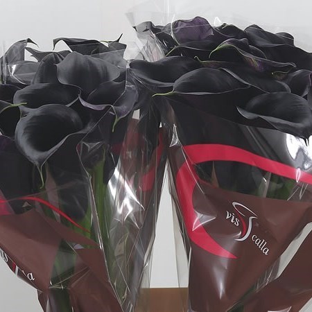 CALLA LILY CAPTAIN BERETTA