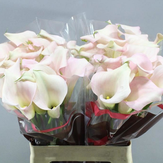 CALLA LILY CAPTAIN MELROSE