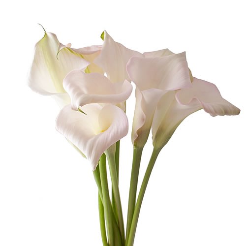 CALLA LILY CAPTAIN MELROSE