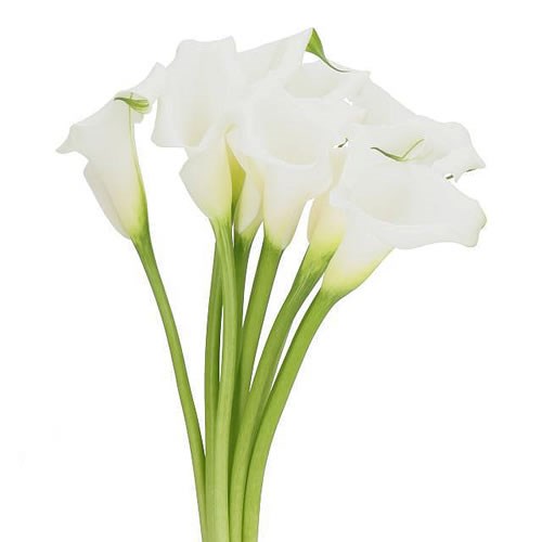 CALLA LILY CAPTAIN MIRAGE