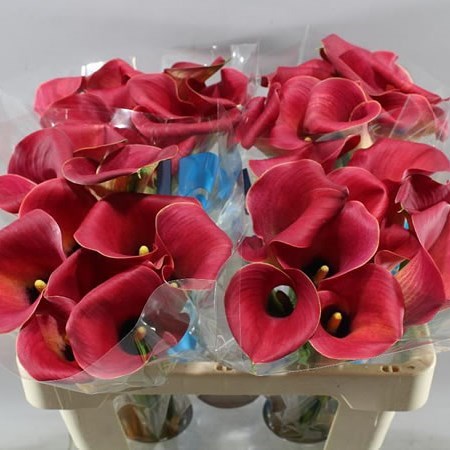 CALLA LILY CAPTAIN MORGAN