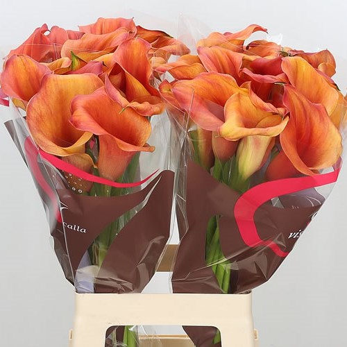CALLA LILY CAPTAIN ODEON
