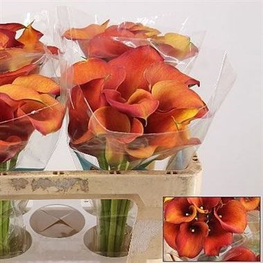CALLA LILY CAPTAIN ODEON