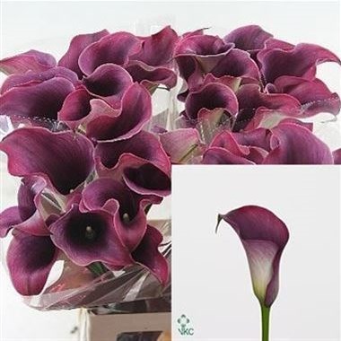 CALLA LILY CAPTAIN PROMISE