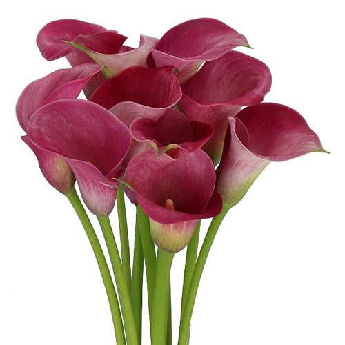 CALLA LILY CAPTAIN ROMANCE