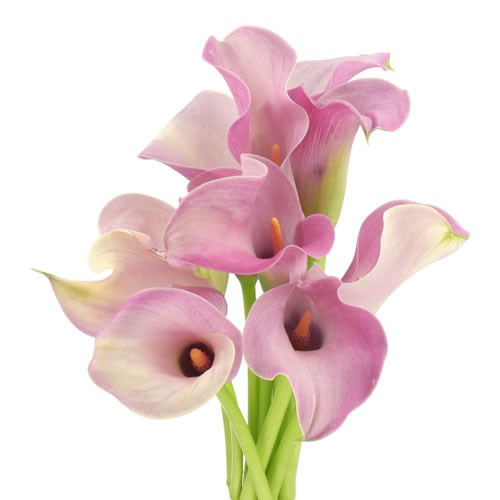 CALLA LILY CAPTAIN ROMANCE LIGHT