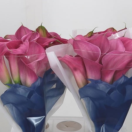 CALLA LILY CAPTAIN SAMBA