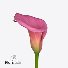 CALLA LILY CAPTAIN SAMBA