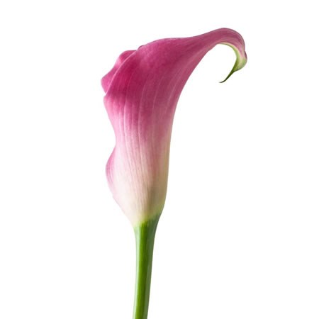 CALLA LILY CAPTAIN SAMBA