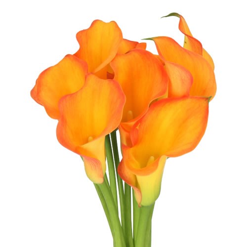CALLA LILY CAPTAIN SERENGETI