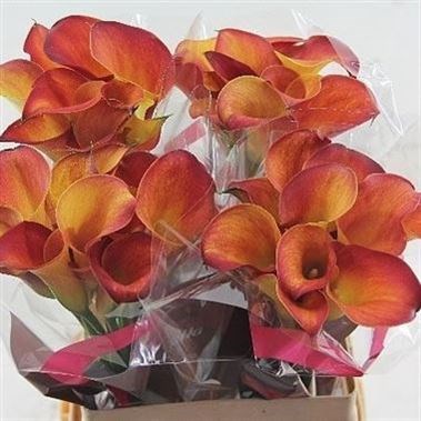 CALLA LILY CAPTAIN TRINITY
