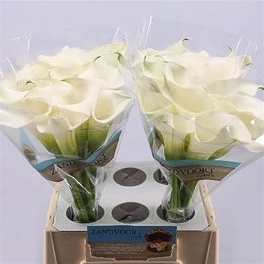 CALLA LILY CAPTAIN VENTURA
