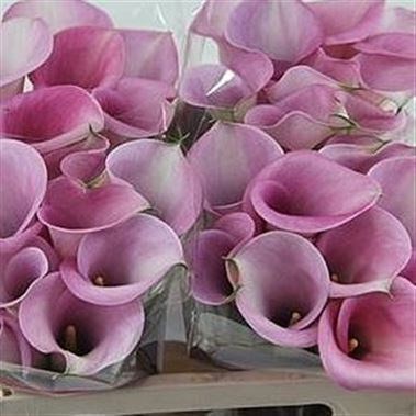 CALLA LILY CAPTAIN VIOLETTA